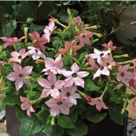 Saratoga Appleblossom, Nicotiana Seed